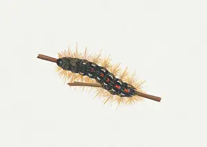 Illustration of Brown-tail (Euproctis chrysorrhoea) caterpillar on stem
