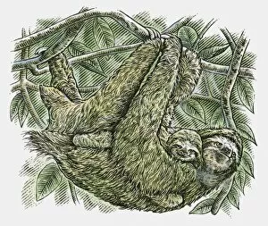 Images Dated 10th November 2009: Illustration of Brown-throated Three-toed Sloth (Bradypus variegatus) and baby hanging from branch