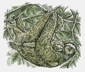 Illustration of Brown-throated Three-toed Sloth (Bradypus variegatus) and baby hanging from branch