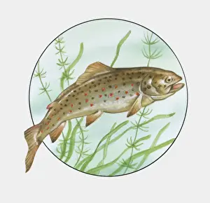 Brown Trout Prints: Illustration of Brown Trout (Salmo trutta morpha fario