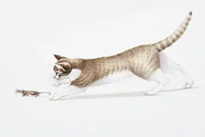 Illustration of brown and white cat (Felis catus) chasing House Mouse (Mus musculus)