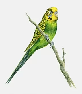 Perching Collection: Illustration of a budgerigar perching on a branch