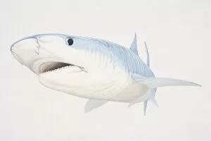 Illustration of Bull Shark (carcharhinus leucas) underwater