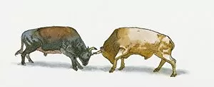 Illustration of two bulls fighting head to head using horns