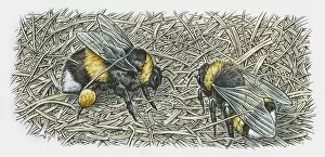 Images Dated 20th November 2009: Illustration of two bumblebees on nest