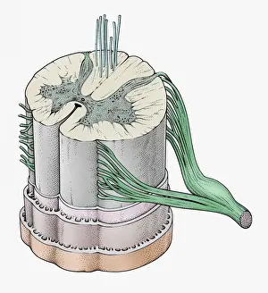 Vertebrae Prints: Illustration of bundle of nerves in human spine