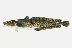 Illustration of Burbot (Lota lota) freshwater fish