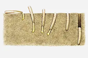 Digging Prints: Illustration of the burrowing technique of a Razor clam (Ensis sp. )