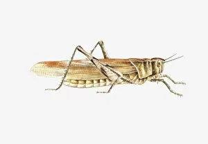 Images Dated 23rd January 2009: Illustration of Bush Cricket (Tettigonia viridissima)