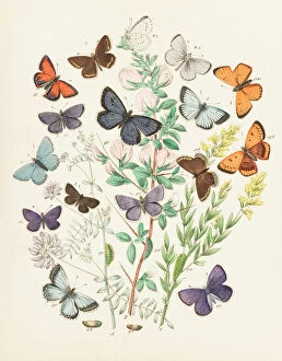 Brown Gallery: Illustration of butterflies and green caterpillars on plant and flower stems