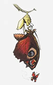 Illustration of butterfly below cocoon attached to stem and in flight