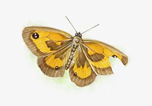 Imitation Prints: Illustration of butterfly with injured wing after attack on imitation eye