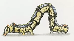 Images Dated 30th October 2008: Illustration of Cabbage Looper (Trichoplusia ni) caterpillar also known as a Cabbage Worm