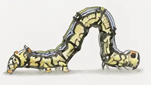 Caterpillar Prints: Illustration of Cabbage Looper (Trichoplusia ni) caterpillar also known as a Cabbage Worm
