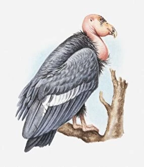 Images Dated 24th May 2010: Illustration of California condor (Gymnogyps californianus) perching on tree branch, side view