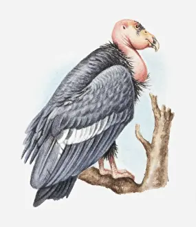 Condor Prints: Illustration of California condor (Gymnogyps californianus) perching on tree branch