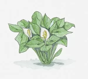 Illustration of Calla (Bog Arum, Marsh Calla) with heart-shaped leaves and white flowers