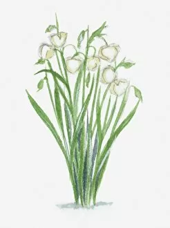Illustration of Calochortus (Globe Lily) with white flowers and long green leaves