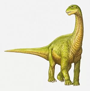 Images Dated 14th April 2010: Illustration of a Camarasaurus, Jurassic period