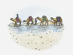 Following Prints: Illustration of camel train in the desert