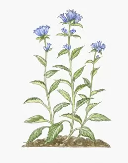 Images Dated 1st October 2009: Illustration of Campanula glomerata (Clustered Bellflower), blue flowers and green leaves on tall st