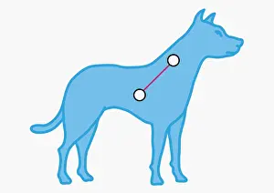 Star Prints: Illustration of Canis Minor constellation represented as small dog