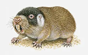 Long Prints: Illustration of Cape Mole Rat (Georychus capensis) showing long teeth