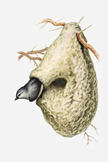 Three Quarter Length Prints: Illustration of Cape penduline tit (Anthoscopus minutus) emerging from hole in nest