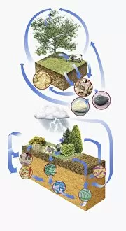 Illustration of carbon cycle and nitrogen cycle