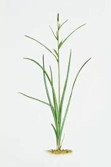 Studio Image Gallery: Illustration of Carex Hirta (Hairy Sedge)