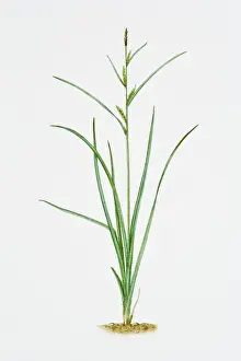 Studio Image Prints: Illustration of Carex Hirta (Hairy Sedge)