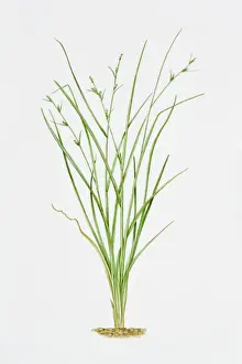 Illustration of Carex Remota (Remote Sedge)