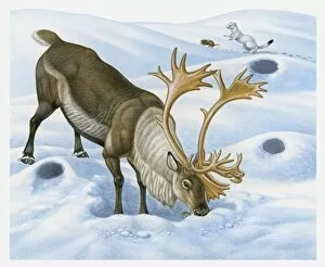 Illustration of Caribou (Rangifer tarandus) searching for food in snow with Ermine chasing Brown Lemming in background