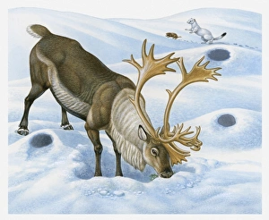 Illustration of Caribou (Rangifer tarandus) searching for food in snow with Ermine chasing Brown Lemming in background Illustration of Caribou (Rangifer tarandus) searching for food in snow with Ermine chasing Brown Lemming in background