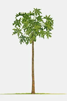 Illustration of Carica papaya (Papaya), a large tree-like tropical plant showing green leaves and un Images Dated 28th August 2009: Illustration of Carica papaya (Papaya), a large tree-like tropical plant showing green leaves and un