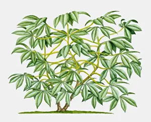 Tropical Bush Prints: Illustration of Cassava (Yucca), tropical shrub with green leaves
