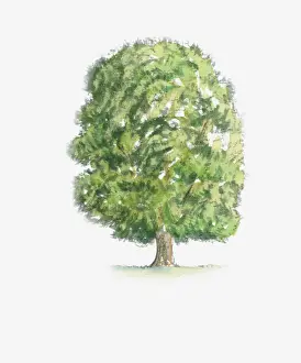 Chestnut Tree Prints: Illustration of Castanea sativa (Sweet Chestnut) tree with green foliage
