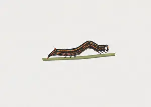 Illustration of Castor Semi-looper (Achaea janata) caterpillar on green stem