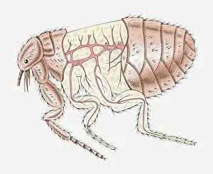 Artery Prints: Illustration of Cat Flea (Ctenocephalides felis) with cross section showing main arteries