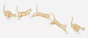Five Animals Gallery: Illustration of a cat jumping, multiple image