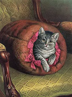Muff Prints: Illustration of a Cat In Lying In A Muff