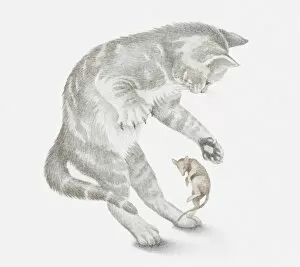 Illustration of a cat trying to catch a mouse