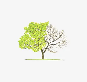 Shape Prints: Illustration of Catalpa bignonioides Aurea (Golden Indian-Bean Tree) showing shape of tree with and without leaves