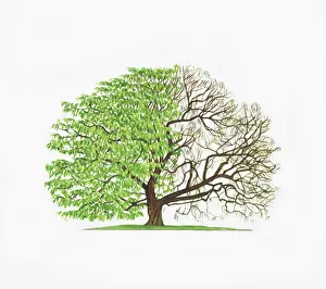 Illustration of Catalpa bignonioides (Indian Bean Tree) showing shape of tree with and without leaves
