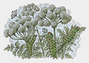 Images Dated 20th November 2009: Illustration of caterpillars feeding on leaves
