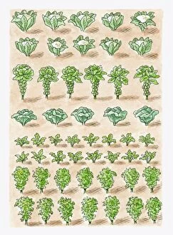 Growth Gallery: Illustration of cauliflower, Brussels Sprouts, cabbage, radish, Chinese Cabbage and kale growing in