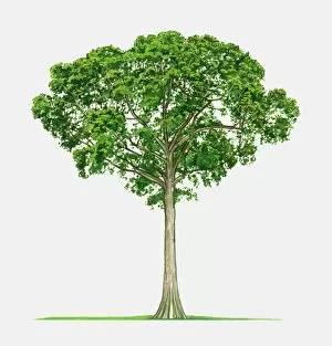 Tropical Gallery: Illustration of Ceiba pentandra (Kapok), a tall tropical tree