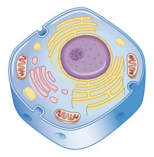 Images Dated 29th February 2008: Illustration of cell nucleus containing cell cytoplasm, mitochondria units, DNA, and chromosome