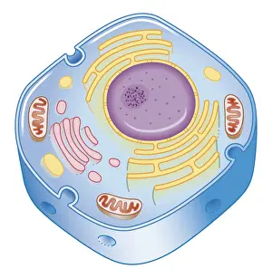 Physiology Prints: Illustration of cell nucleus containing cell cytoplasm
