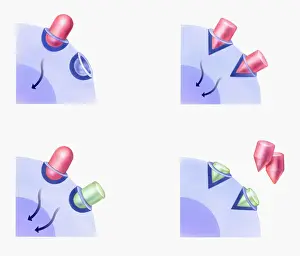 Drug Prints: Illustration of cell reaction to agonist drug (left) and to antagonist drug (right)